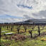 Vintage California on Napa Valley Wine Train tour